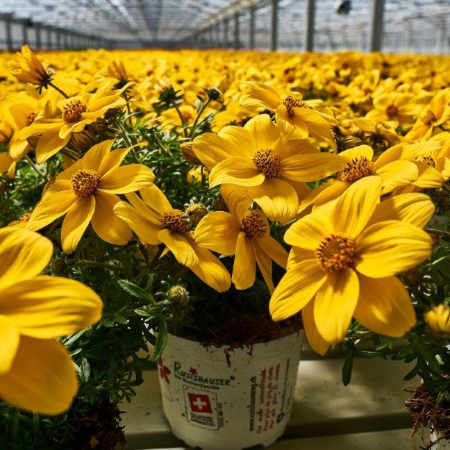 Bidens