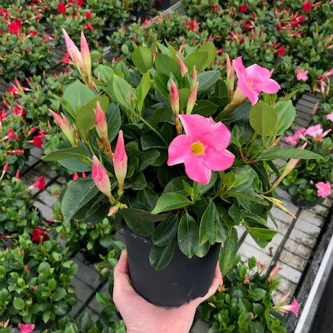 Dipladenia