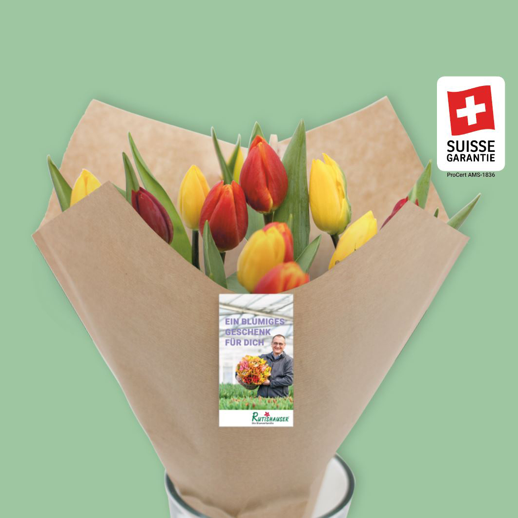 Schweizer Tulpen – Bund direkt aus der Gärtnerei