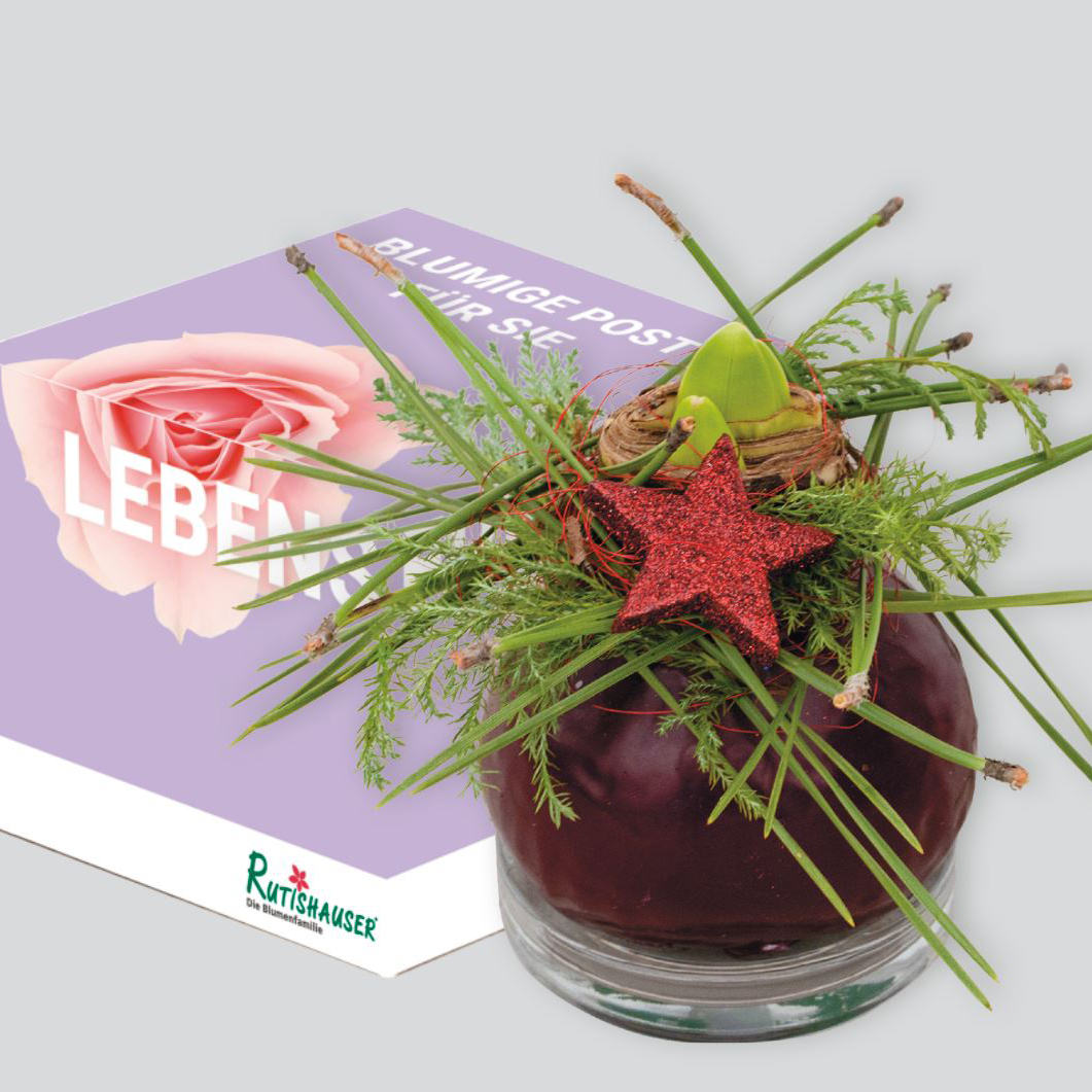Wachs-Amaryllis – fix fertig verpackt